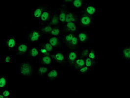 NUBPL Antibody in Immunocytochemistry (ICC/IF)