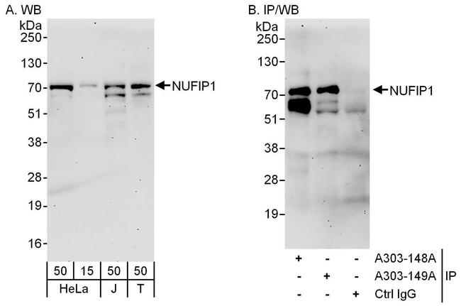 NUFIP1 Antibody in Western Blot (WB)