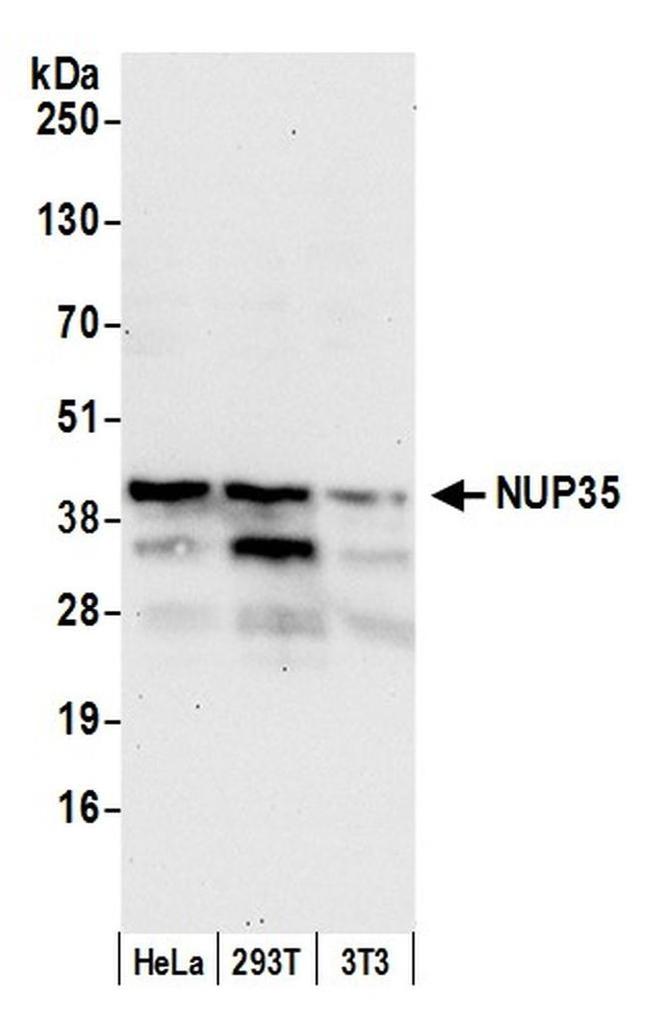 NUP35 Antibody in Western Blot (WB)