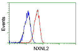 NXNL2 Antibody in Flow Cytometry (Flow)