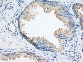 NXNL2 Antibody in Immunohistochemistry (Paraffin) (IHC (P))