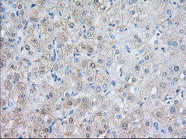 NXNL2 Antibody in Immunohistochemistry (Paraffin) (IHC (P))