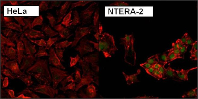 Nanog Antibody in Immunocytochemistry (ICC/IF)