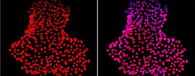 Nanog Antibody in Immunocytochemistry (ICC/IF)