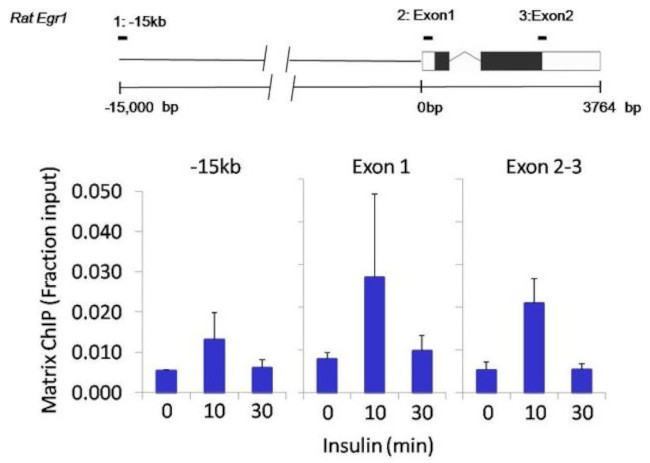 Nanog Antibody in ChIP Assay (ChIP)