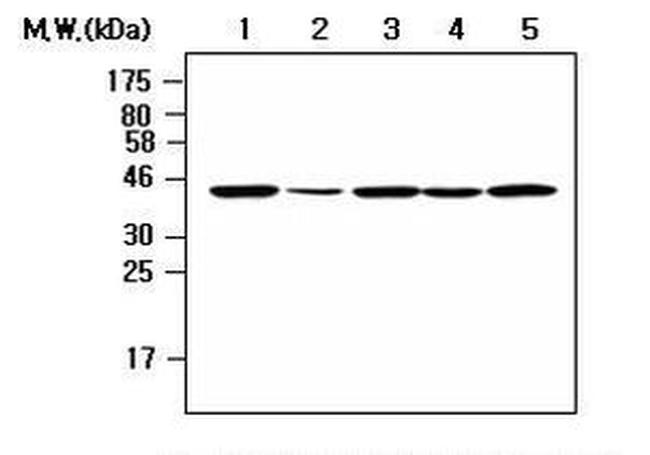 NCK2 Antibody in Western Blot (WB)