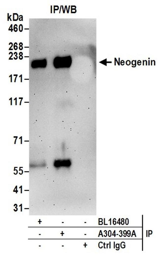 Neogenin Antibody in Western Blot (WB)