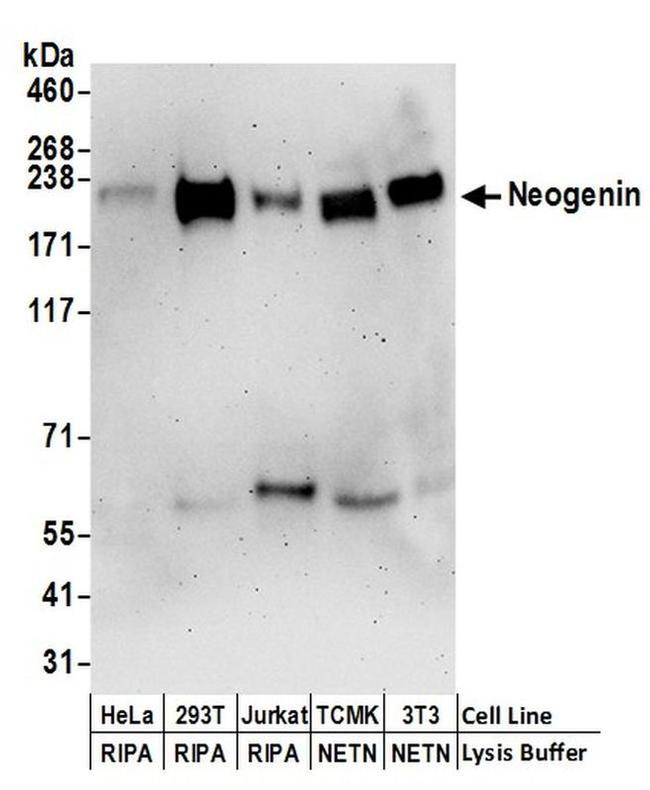 Neogenin Antibody in Western Blot (WB)