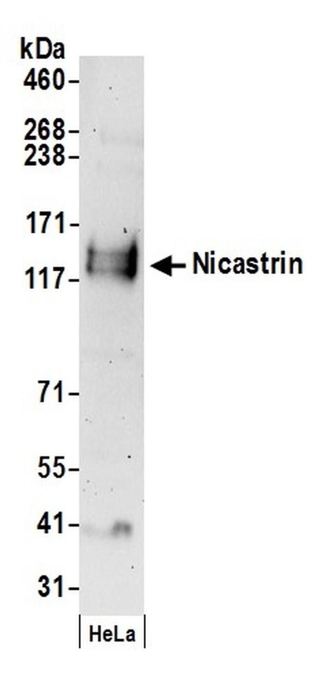 Nicastrin Antibody in Western Blot (WB)
