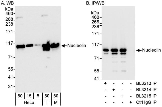 Nucleolin/NCL Antibody in Western Blot (WB)