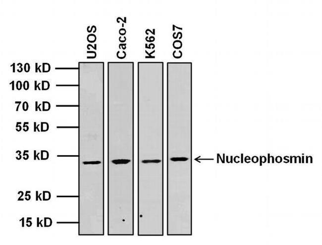 NPM1 Antibody in Western Blot (WB)