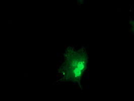 OBFC1 Antibody in Immunocytochemistry (ICC/IF)