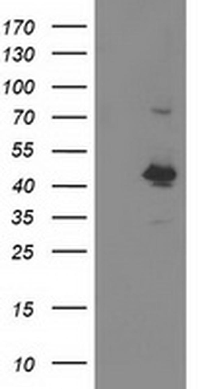 OBFC1 Antibody in Western Blot (WB)