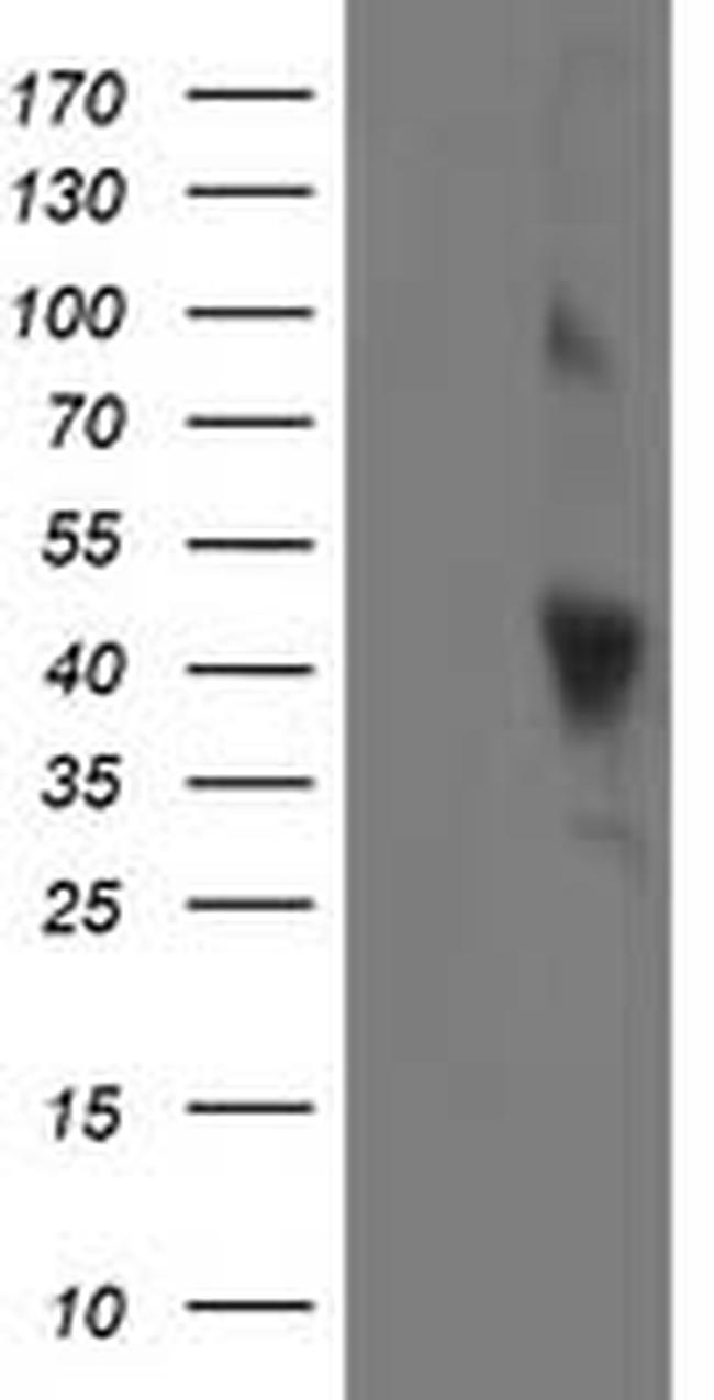 OBFC1 Antibody in Western Blot (WB)