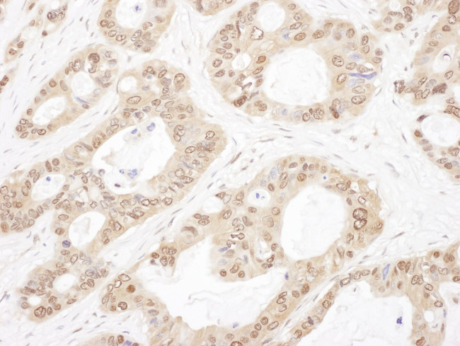 OGFR Antibody in Immunohistochemistry (IHC)