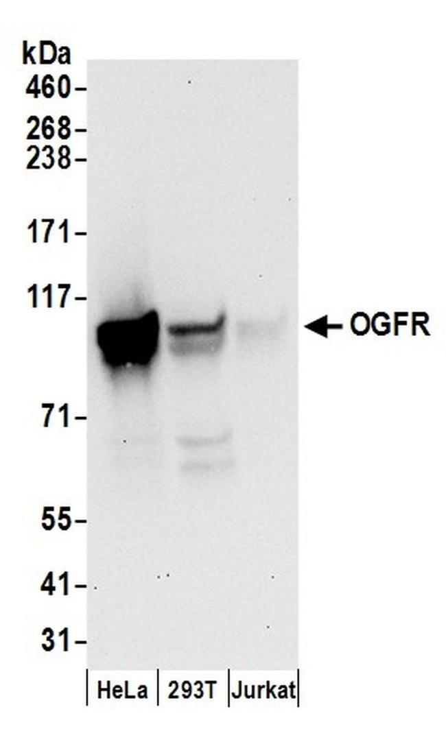 OGFR Antibody in Western Blot (WB)