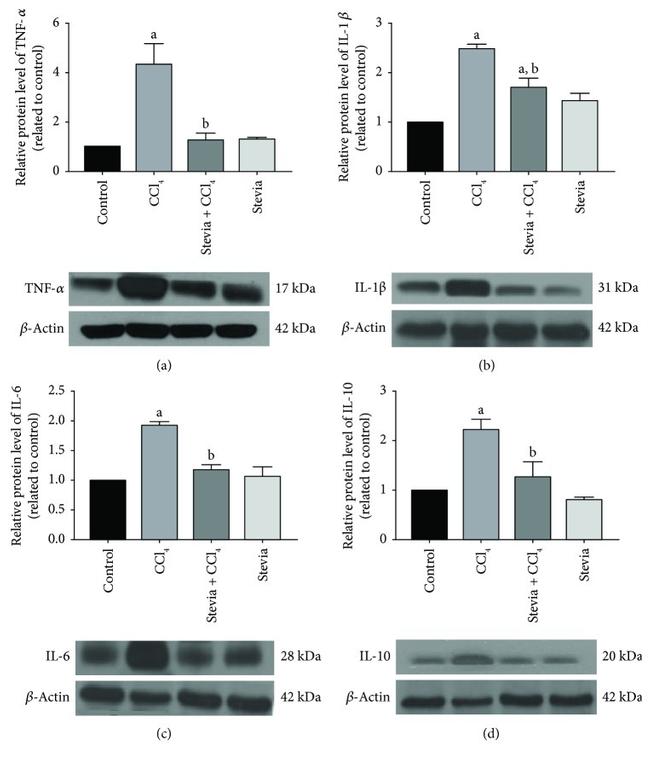 IL-6 Antibody in Western Blot (WB)