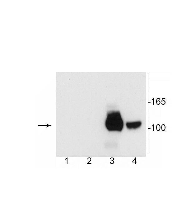 NMDAR1 Antibody in Western Blot (WB)