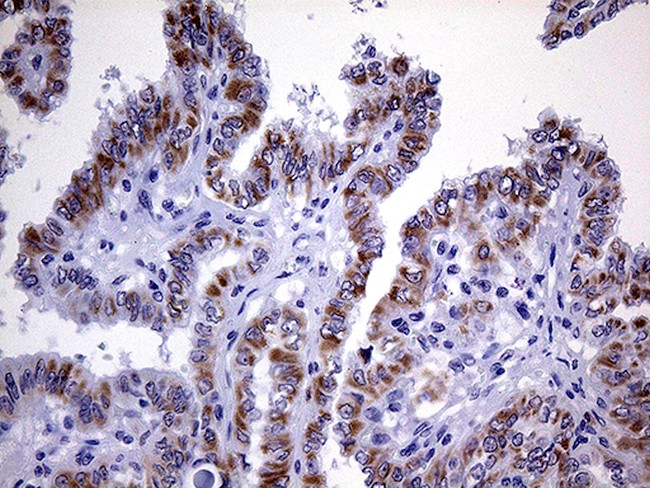 OPA3 Antibody in Immunohistochemistry (Paraffin) (IHC (P))