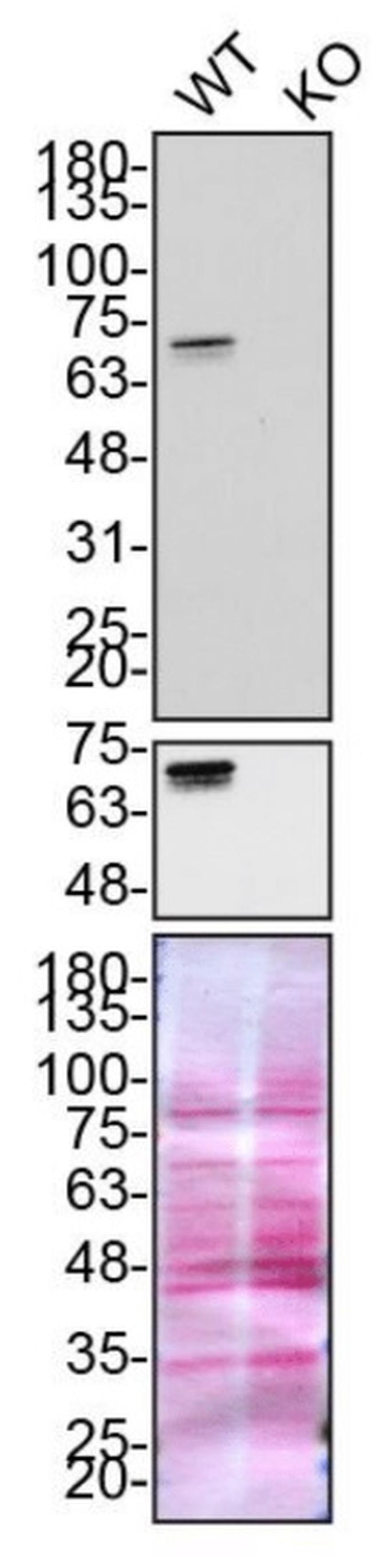 Optineurin Antibody in Western Blot (WB)