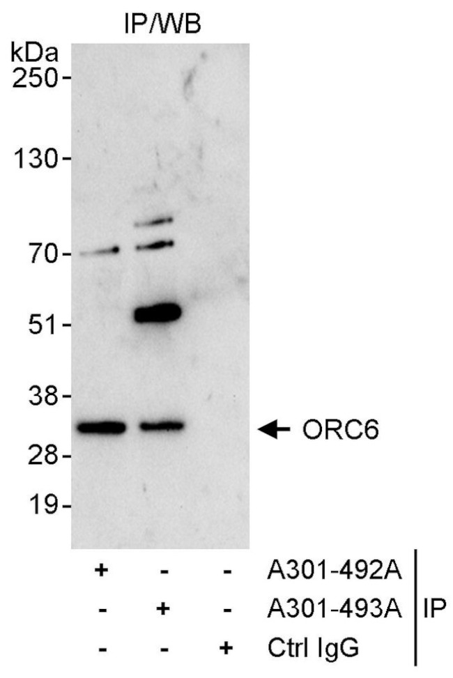 ORC6 Antibody in Immunoprecipitation (IP)