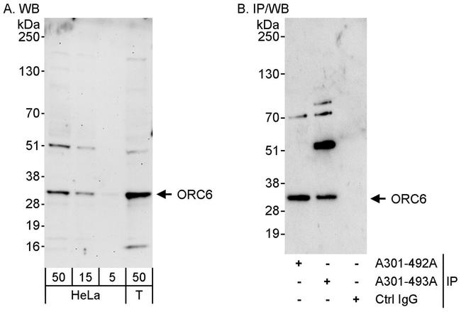 ORC6 Antibody in Western Blot (WB)