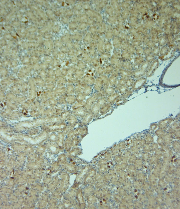 AQP6 Antibody in Immunohistochemistry (Paraffin) (IHC (P))