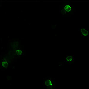 BEX1 Antibody in Immunocytochemistry (ICC/IF)