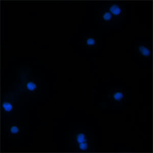 BEX1 Antibody in Immunocytochemistry (ICC/IF)