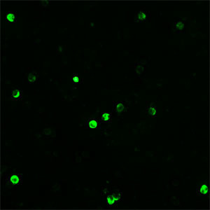 BEX1 Antibody in Immunocytochemistry (ICC/IF)