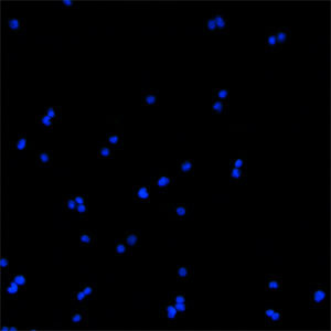 BEX1 Antibody in Immunocytochemistry (ICC/IF)