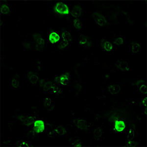 BEX1 Antibody in Immunocytochemistry (ICC/IF)