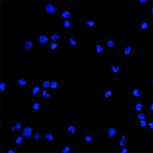 BEX1 Antibody in Immunocytochemistry (ICC/IF)