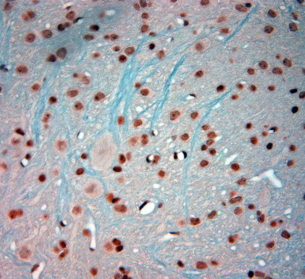 c-Fos Antibody in Immunohistochemistry (Paraffin) (IHC (P))