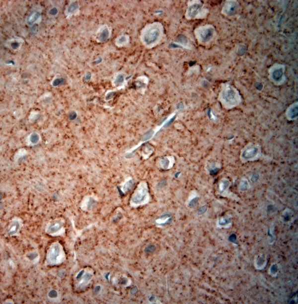 GAD65, 67 Antibody in Immunohistochemistry (Paraffin) (IHC (P))