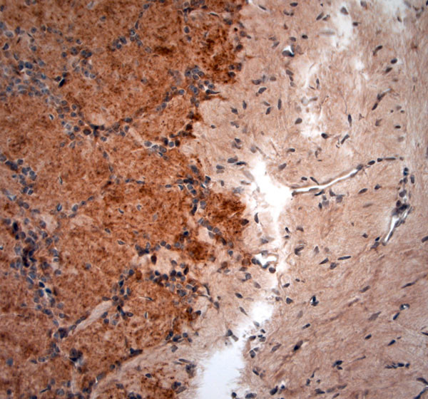 GAD65, 67 Antibody in Immunohistochemistry (Paraffin) (IHC (P))