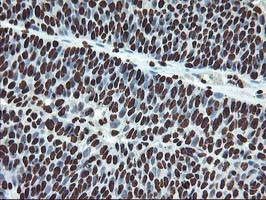 OSGEP Antibody in Immunohistochemistry (Paraffin) (IHC (P))