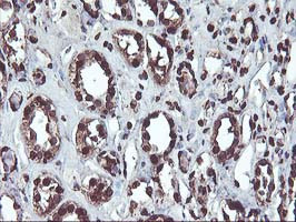 OSGEP Antibody in Immunohistochemistry (Paraffin) (IHC (P))