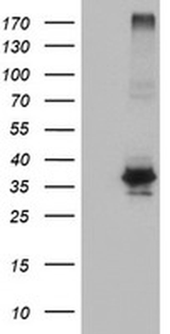 OSGEP Antibody in Western Blot (WB)