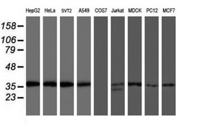 OSGEP Antibody in Western Blot (WB)