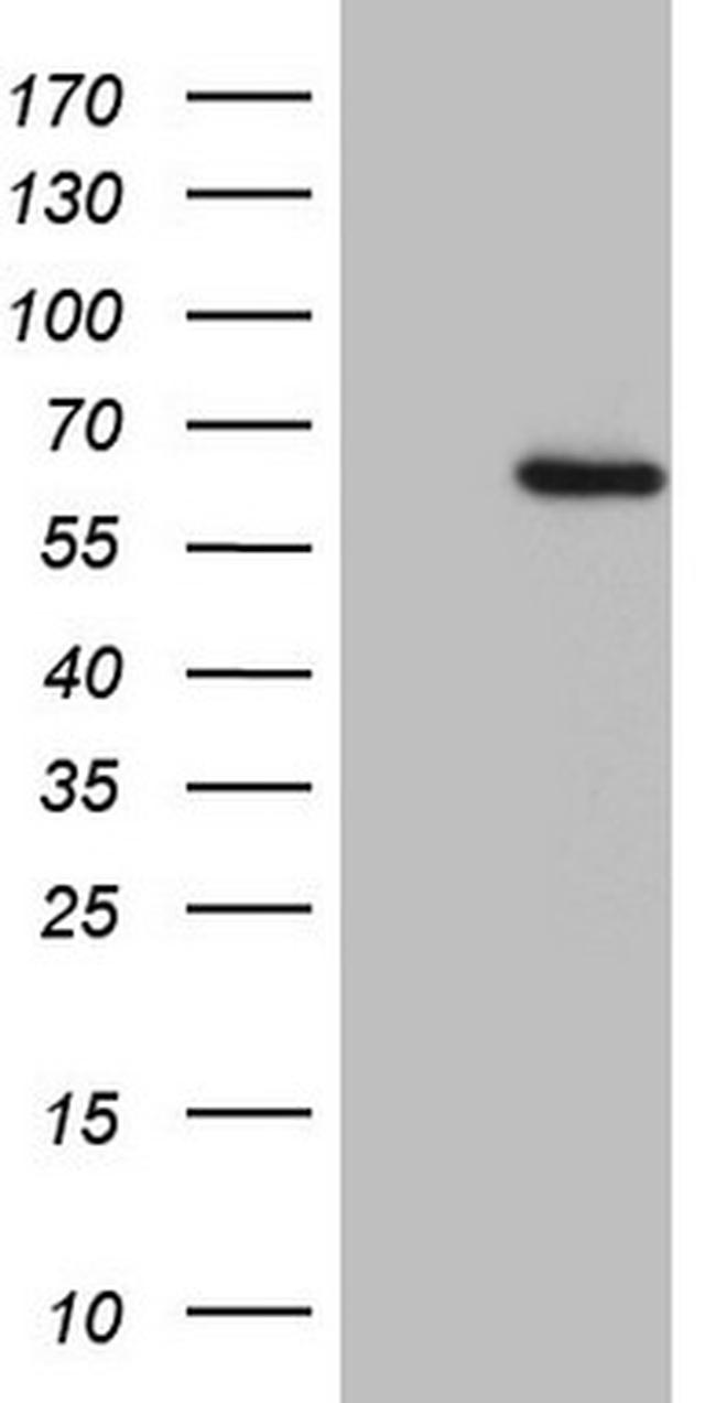 OSGIN2 Antibody in Western Blot (WB)