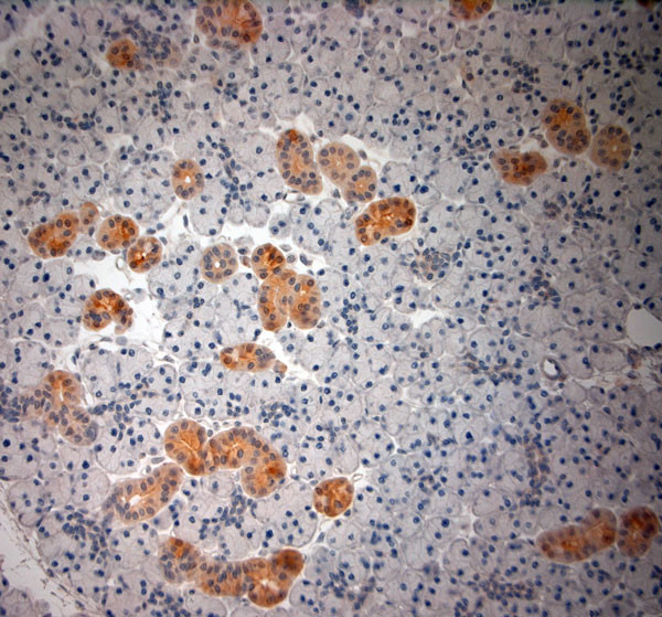 native NGF Antibody in Immunohistochemistry (Paraffin) (IHC (P))