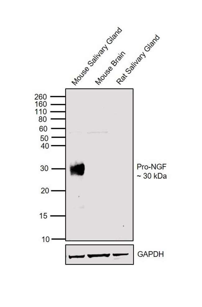 NGF Antibody in Western Blot (WB)