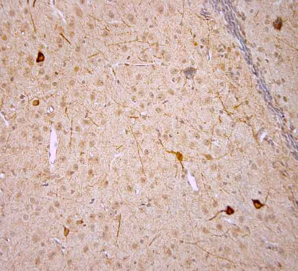 nNOS Antibody in Immunohistochemistry (Paraffin) (IHC (P))