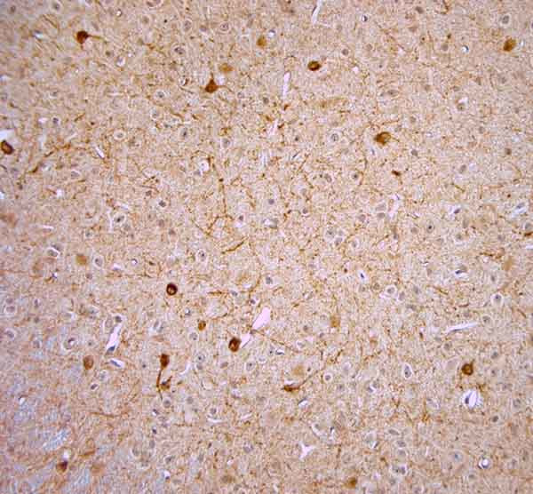 nNOS Antibody in Immunohistochemistry (Paraffin) (IHC (P))