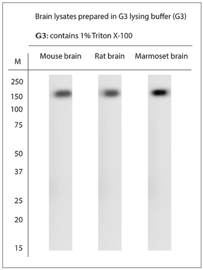 nNOS Antibody in Western Blot (WB)