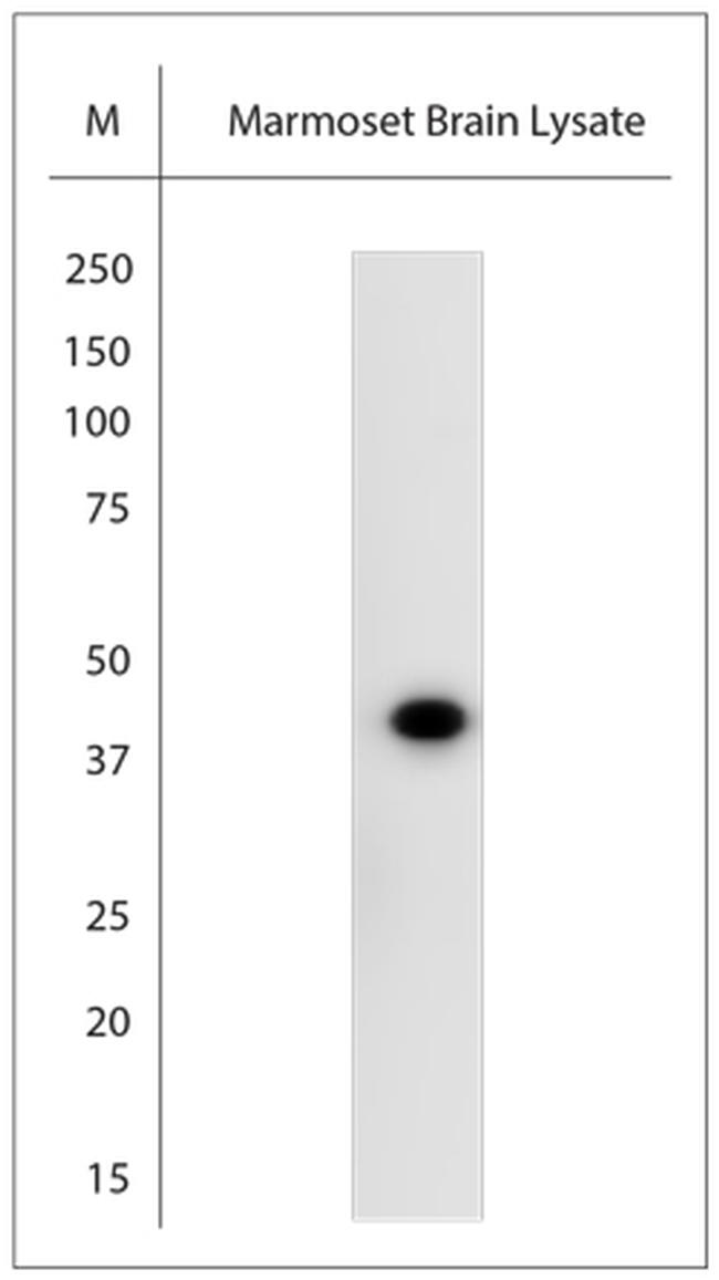 cFos Antibody in Western Blot (WB)
