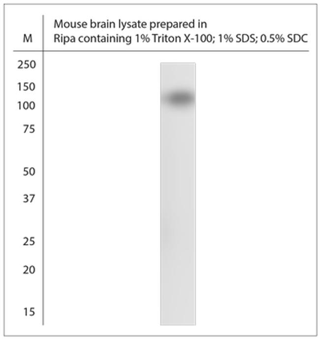 HCN1 Antibody in Western Blot (WB)