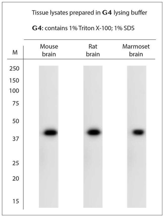 Syntaxin 5 Antibody in Western Blot (WB)