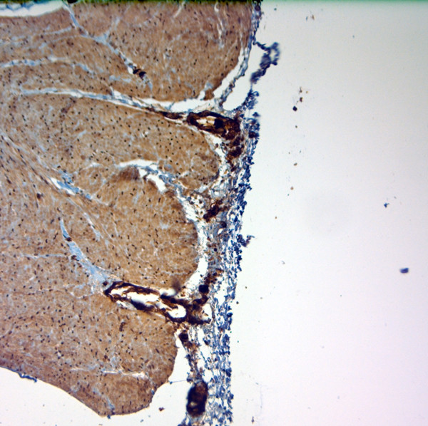 SLC4A1 Antibody in Immunohistochemistry (Paraffin) (IHC (P))